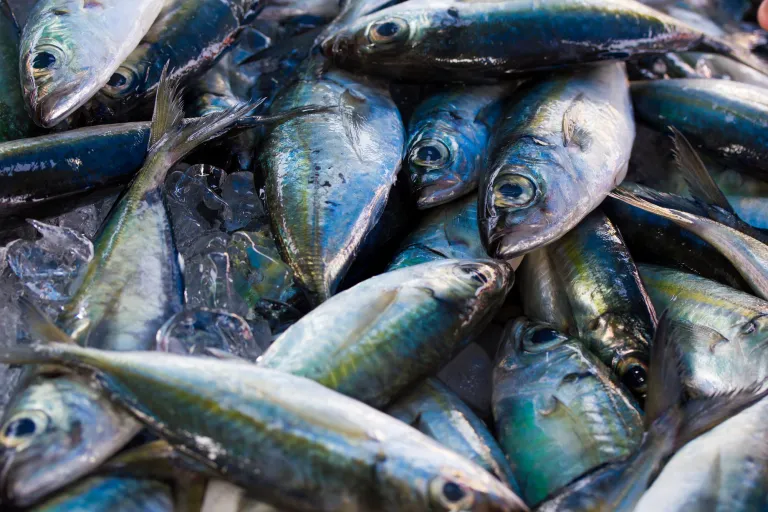 Fresh mackerel on ice