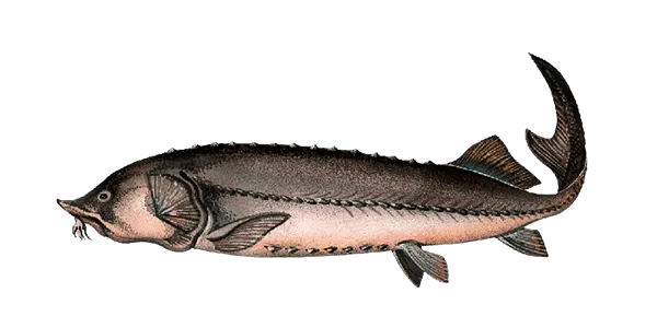 Beluga (Huso huso)