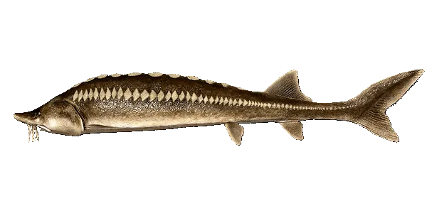 Kaluga (Huso dauricus)