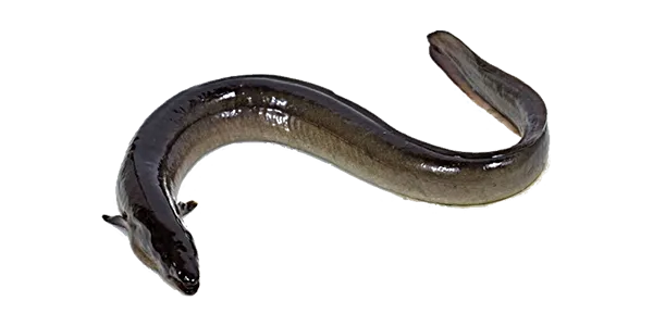 European Eel (Anguilla anguilla)