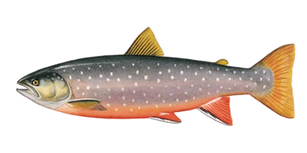 Arctic Char (Salvelinus alpinus)