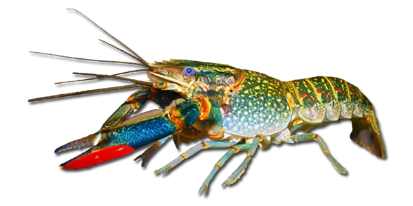 Australian Red Claw Crayfish (Cherax quadricarinatus)