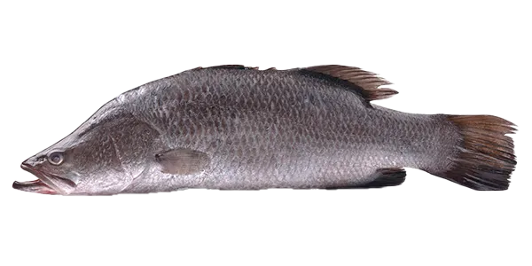 Barramundi (Lates calcarifer)
