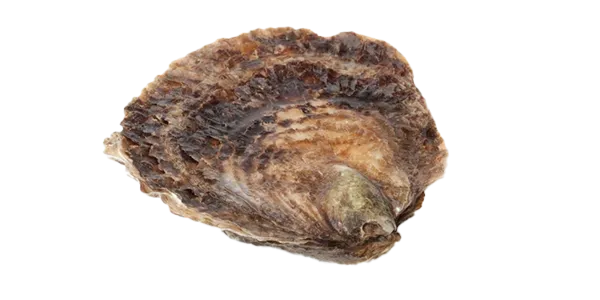 Belon (Oyster)