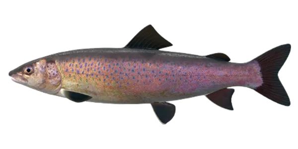 Siberian Lenok (Brachymystax lenok)