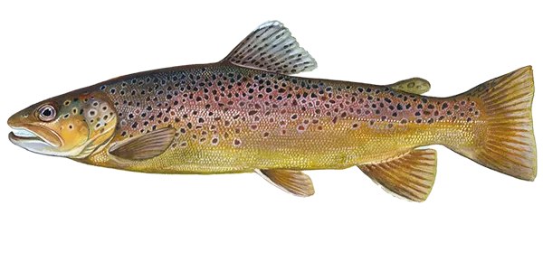 Brown Trout (Salmo trutta)