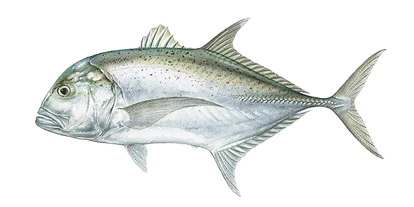 Caranx (Caranx latus)