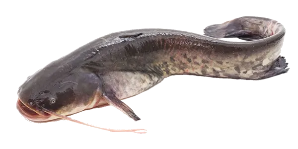 African clariid catfish (Clarias gariepinus)