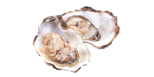 Conwy (Oyster)