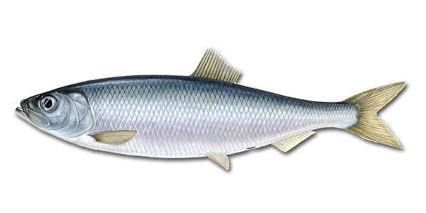 Common Whitefish (Coregonus lavaretus)