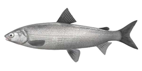 Baikal Omul (Coregonus migratorius)