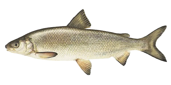 Muksun (Coregonus muksun)