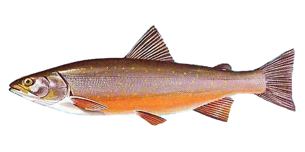 Great Lake Char (Salvelinus umbla)