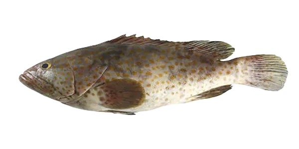 Hamour (Epinephelus coioides)
