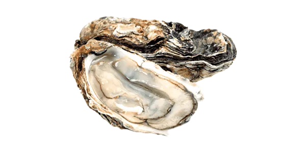 Imperial (Oyster)