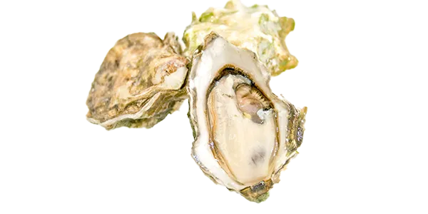 Kumamoto (Oyster)