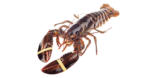 Lobster (Homarus spp.)