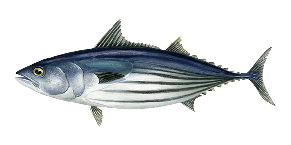 Skipjack Tuna (Katsuwonus pelamis)