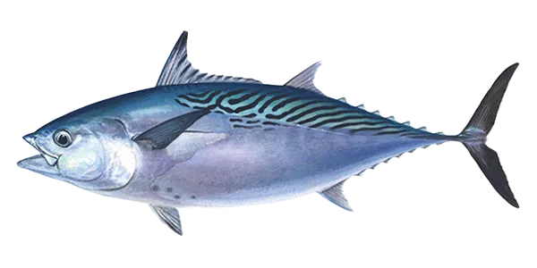 Mackerel Tuna (Euthynnus affinis)