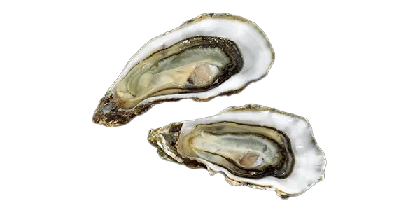 Marennes-Oléron (Oyster)