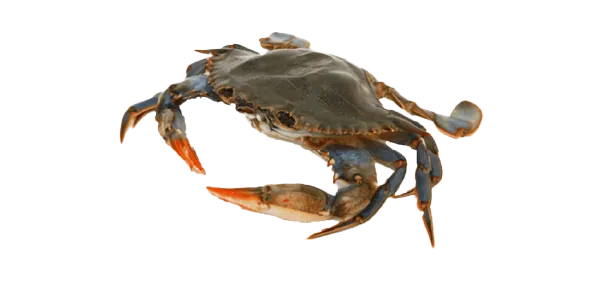 Mud Crab (Scylla spp.)