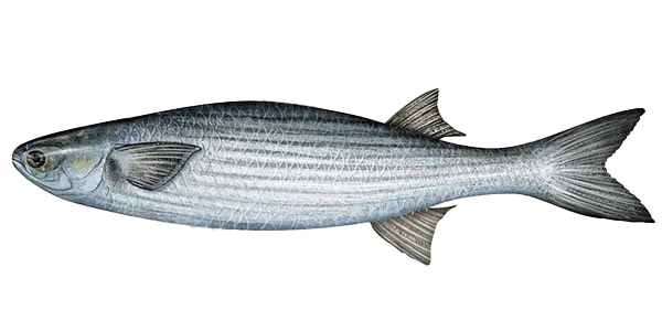 Mullet (Mugil cephalus)
