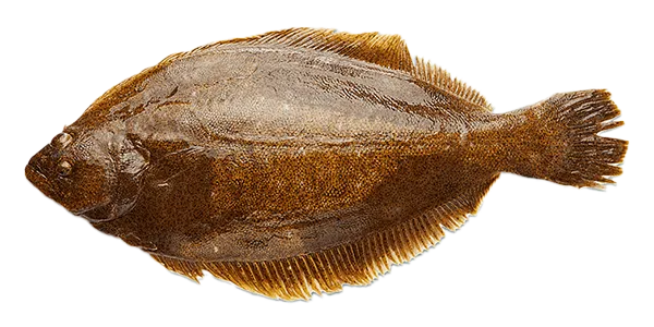Olive Flounder (Paralichthys olivaceus)