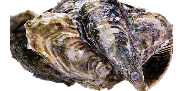 Osaka (Oyster)
