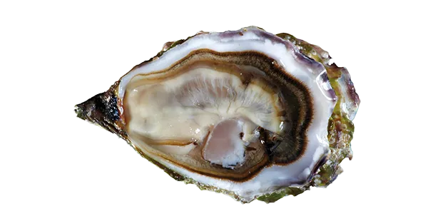 Ostrea Regal (Oyster)