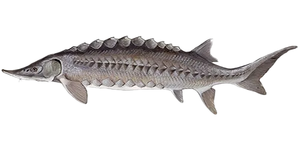 Persian sturgeon (Acipenser persicus)