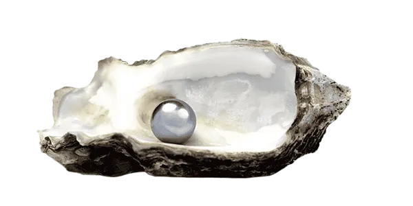Pinctada Maxima (Oyster)