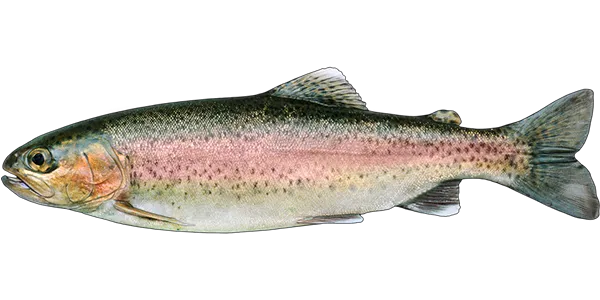 Rainbow Trout (Oncorhynchus mykiss)