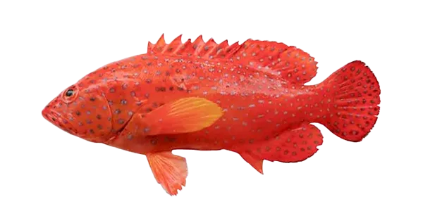 Red Grouper (Epinephelus morio)