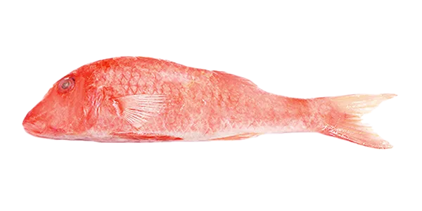 Red Mullet (Mullus surmuletus)