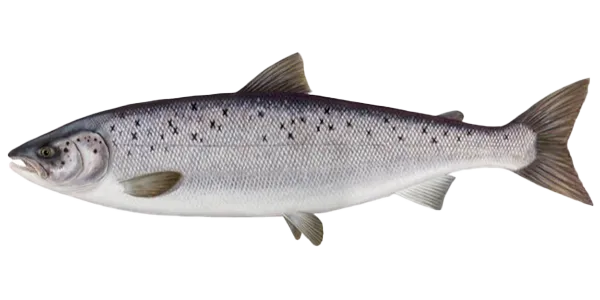 Lake Salmon (Salmo salar sebago)