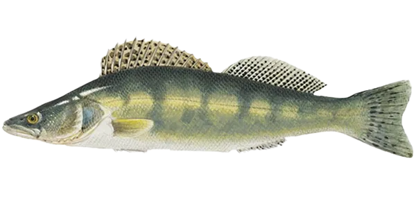 Zander (Sander lucioperca)