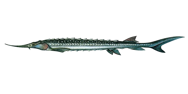 Sevruga (Acipenser stellatus)