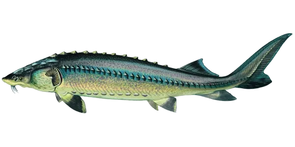 Siberian Sturgeon (Acipenser baerii)