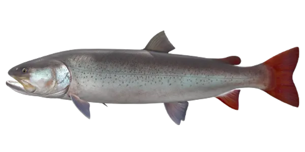 Siberian Taimen (Hucho taimen)