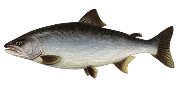 Masu (Oncorhynchus masou)