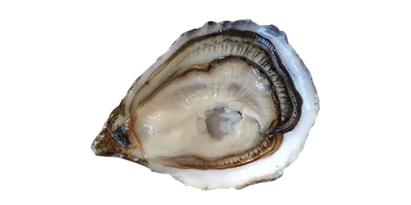 Spéciales de Claires (Oyster)
