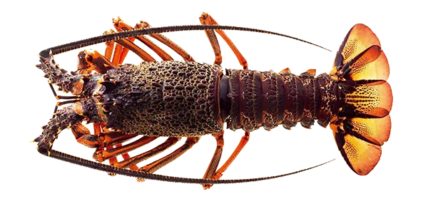 Spiny Lobster (Panulirus spp.)