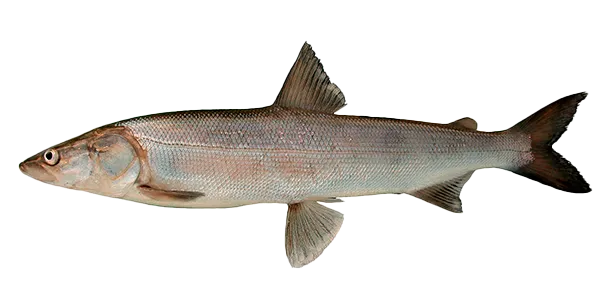 Nelma (Stenodus nelma)