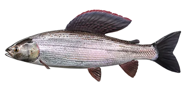 Grayling (Thymallus thymallus)
