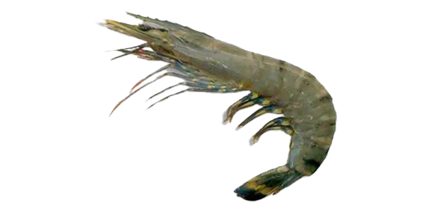 Tiger Shrimp (Penaeus monodon)