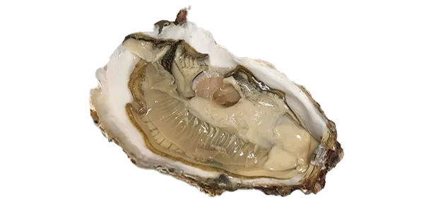 Tongyeong (Oyster)