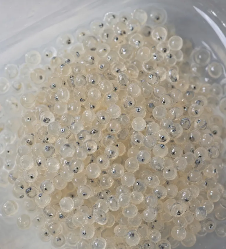 Fish eggs in a shallow tray