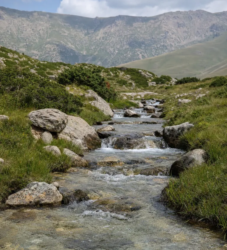 A cold spring-fed stream in the uplands