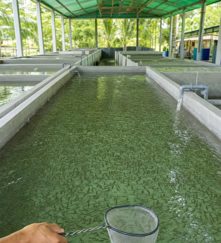 Hatchery trough with juvenile fish