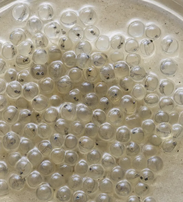 Fish eggs in a shallow tray